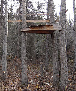 Tree stand that exposes the hunter to the skyline