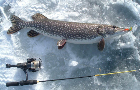 Pike pictures gallery, Pike s pictures, High quality Pike pictures, High quality Pike pictures