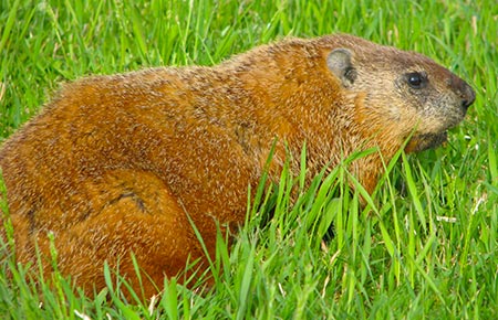 Photo of a Woodchuck in the grass