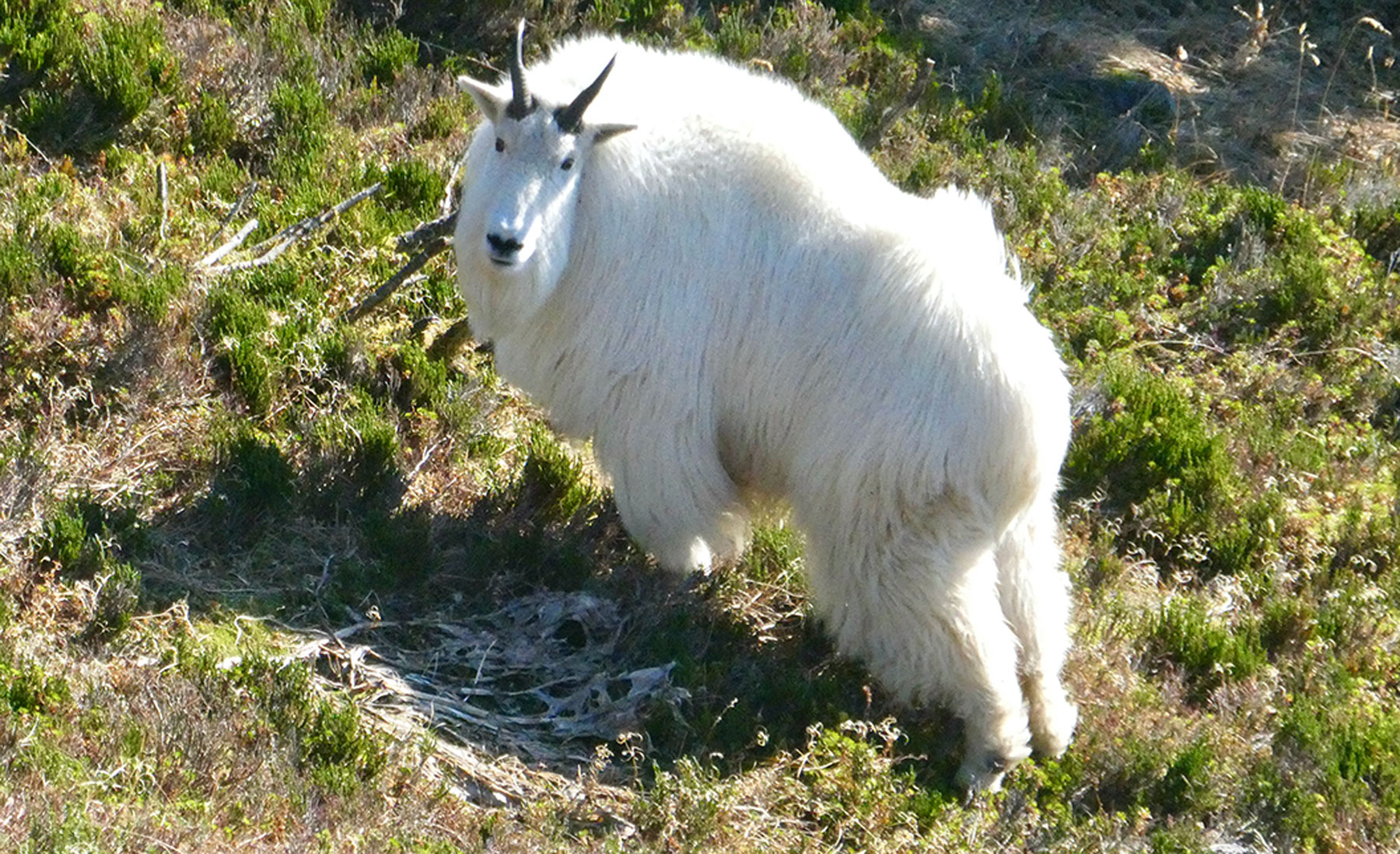 Mountain Goat Identification