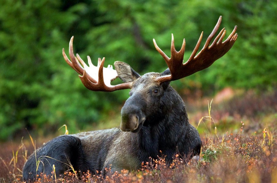 Moose Hunter Orientation