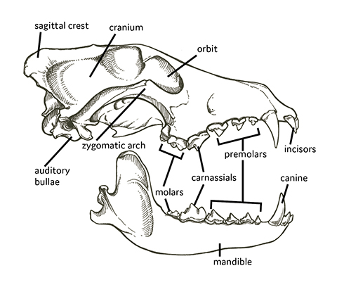 carnivore skull identification