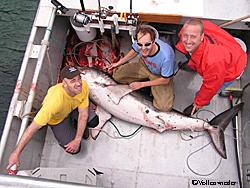 Sport Fishing for Salmon Shark, Alaska Department of Fish and Game