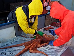 Octopus catch & release and some other catches 
