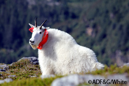 Mountain Goat: A Strong Climber in Extreme Conditions — Alaska Wildlife  Alliance (AWA)