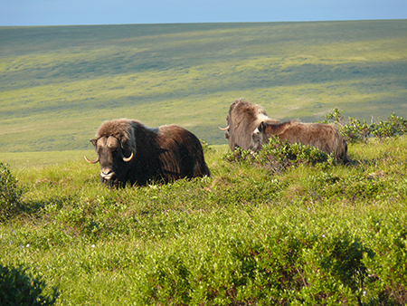 Keeping Nelson Island Muskox Population on Target, Alaska Department of  Fish and Game