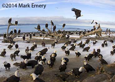 Lemming Suicide Myth, Alaska Department of Fish and Game