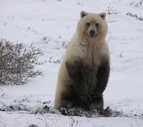 Killer Bears and Lemming Suicide:, Alaska Department of Fish and Game