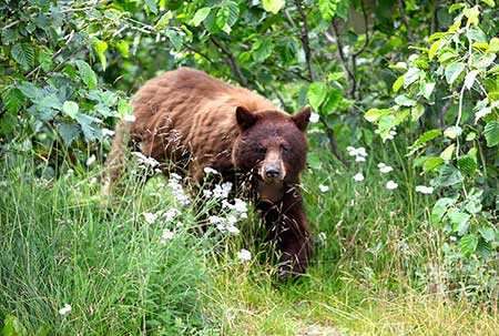 Bear for Dinner and How Not to Get Trichinosis - Wyoming Wildlife
