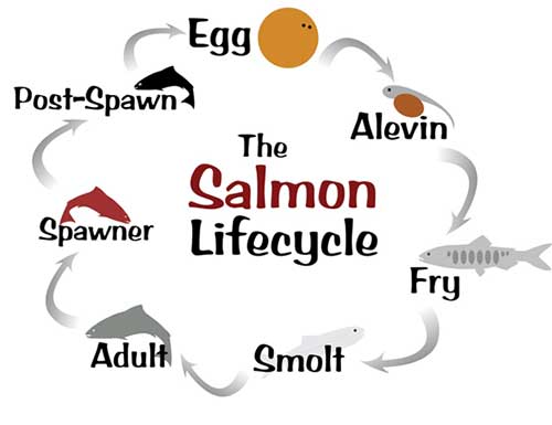 Alaska's Five Species of Pacific Salmon, Alaska Department of Fish and Game