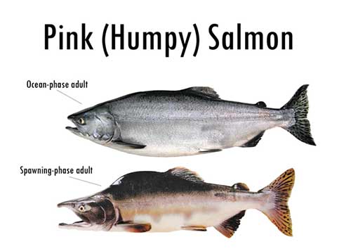 Alaska's Five Species of Pacific Salmon, Alaska Department of Fish