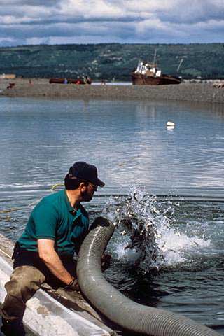 Planning your next family fishing adventure, Alaska Department of Fish and  Game