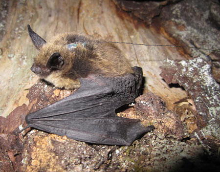 Swarming' Behavior in Southeast Bats, Alaska Department of Fish