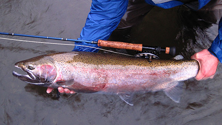The Situk River: An Alaska Steelhead Mecca, Alaska Department of Fish and  Game