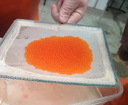 Rehydrating, tempering and disinfecting fertilized trout eggs
