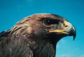 Golden Eagle (U.S. National Park Service)