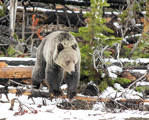 Grizzly Bears: A Multi-faceted Story
