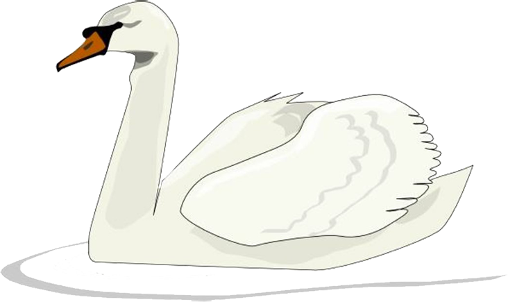 Returning Wildlife Swan