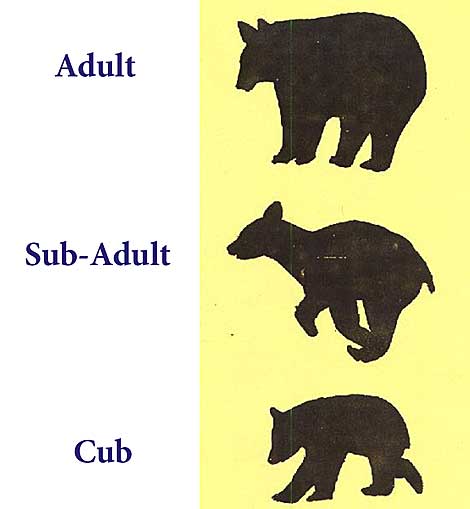 3 bears of different ages