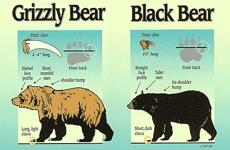Photo showing differences between black and brown bears