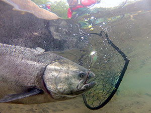 Underwater photo of a Chinook salmon caught with a lure about to be netted