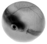 Black & white image of fish embryo