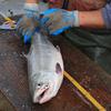 All gillnet-captured fish are also measured and identified by species.