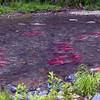 Kasilof River sockeye display spawning colors as they approach their spawning grounds.