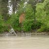 The Yentna River is a tributary of the Susitna River. The Yentna River sonar site is located approximately six miles upstream from the confluence of the two rivers. The sonar site is not currently being used for management, but is in a research only phase.