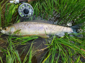 Togiak Fishing