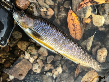 Arctic Grayling