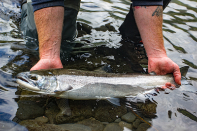 Sockeye