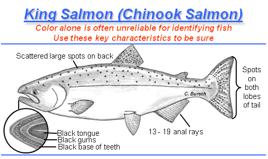 identification graphic -- chinook salmon have spots on both lobes of tail, black tongue, gums