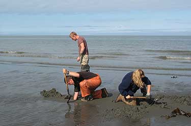 digging razor clams in Lower Cook Inlet