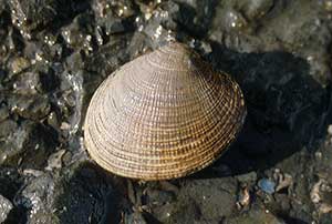 a hardshell clam