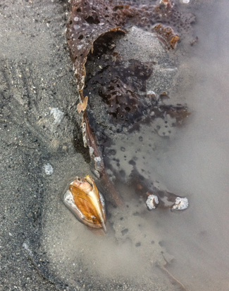 a razor clam exposed by changing tidewaters