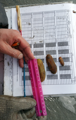 razor clam are sized and assigned to size ranges