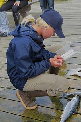 A Fish and Game staffer collects tissue for stock identification