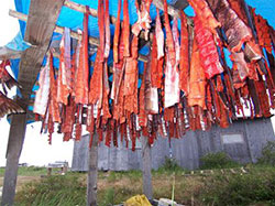 racks of subsistence caught salmon dry