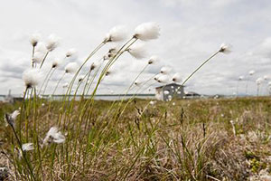 Alaska cotton landscape photo