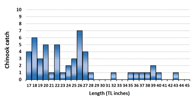 Bar graph of data for Chinook salmon length (in inches).