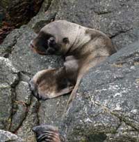 Photo of sea lion pup: taken under NOAA research permit number 14325