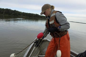 Photo of Laura Junge pulling a gillnet
