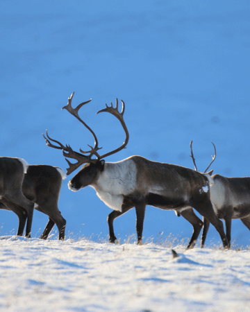 Caribou, Deer, Elk & Moose