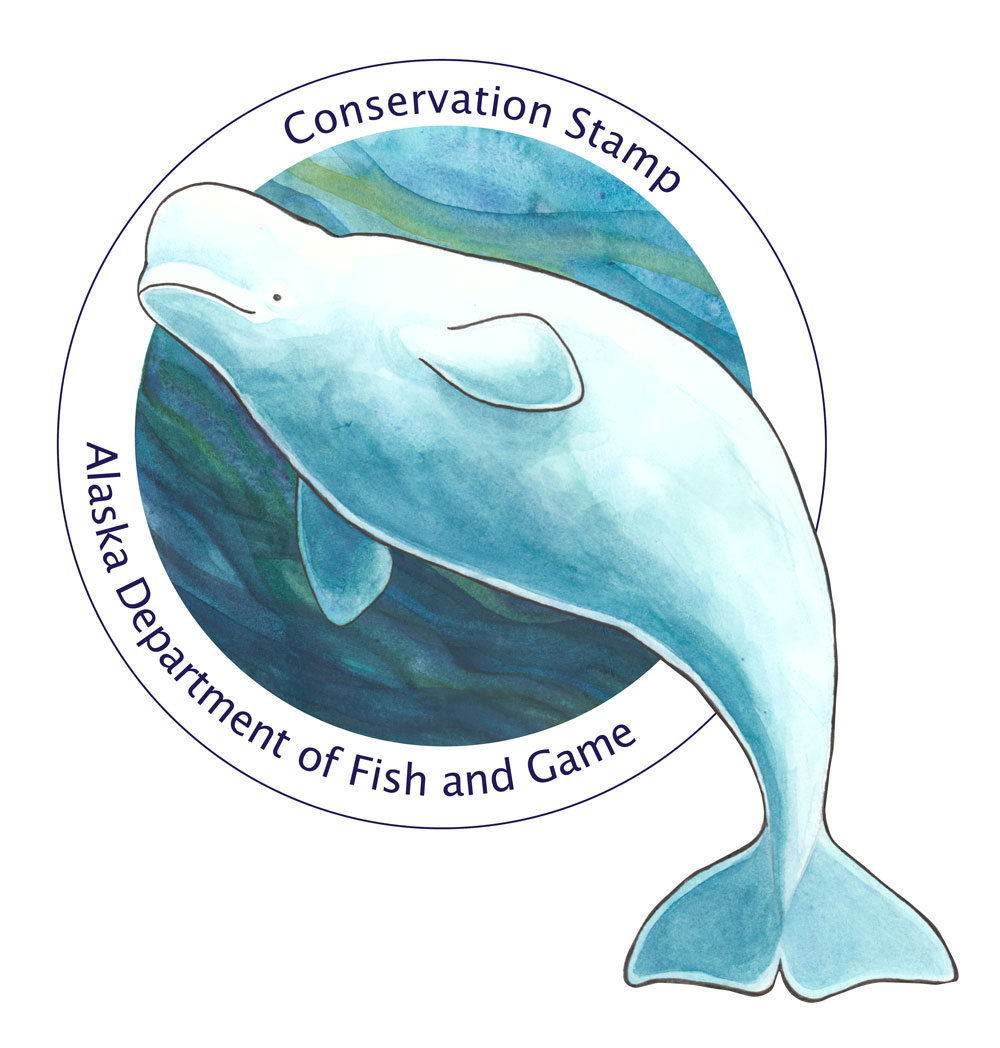 The 2025 Conservation Stamp depicts a Beluga whale by Threatened, Endangered, and Diversity Program member Arin Underwood. Belugas are small, toothed whales found along Alaska's coasts and northern oceans. They are known for their bulbous foreheads called 'melons' that help them project sound, leading to efficient echolocation and an impressive vocal range. Belugas have a gray skin tone at birth that turns white as they age to better camouflage amongst ice floes. The Cook Inlet beluga is a year-round resident and is listed as Endangered under the Federal Endangered Species Act. 2025 Conservation Stamp - Alaska Department of Fish and Game (ADFG)