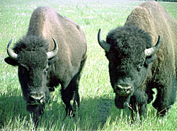 Photo of a male and female bison