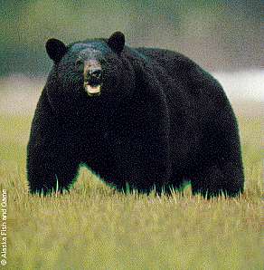 Photo of an adult black bear.