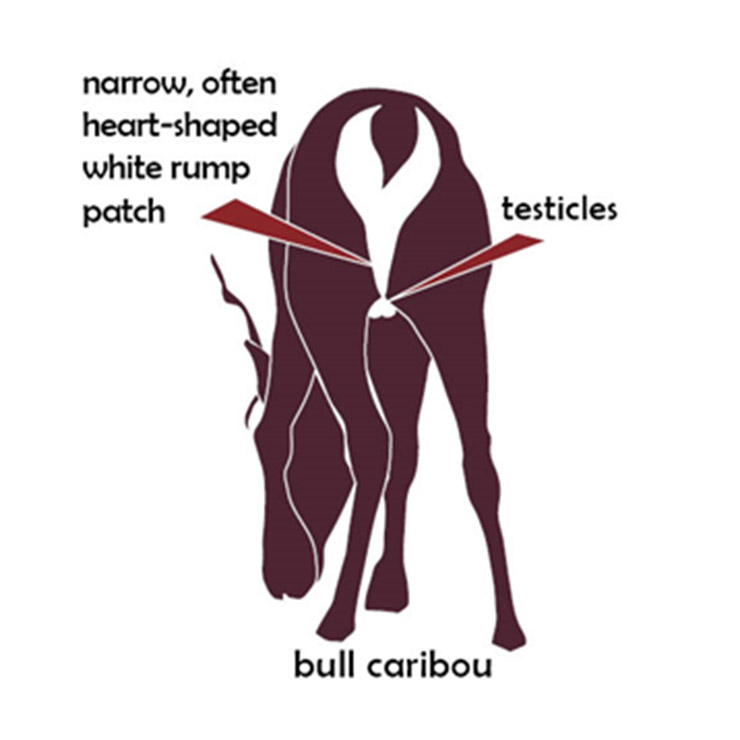 Bull caribou has narrow, often heart-shaped white rump patch, and testicles.