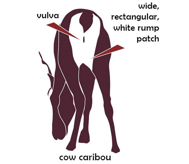 Cow caribou has visible vulva, wide, rectangular white rump patch