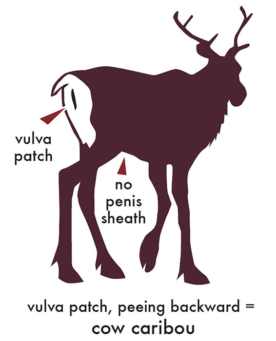 Cow caribou has vulva patch, is peeing backward